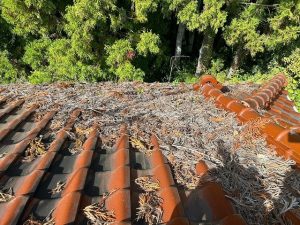 屋根にも大量の枯葉が溜まっていた