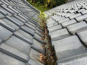 雨樋部分に枯葉が溜まり雑草が生えている状態