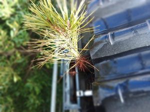 軒樋に草が生えている