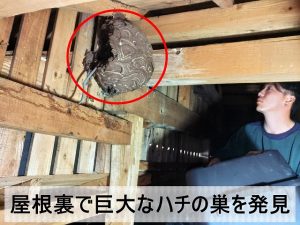 福島県双葉郡富岡町　屋根裏にハチの巣がある状態