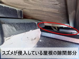 福島県双葉郡富岡町　屋根に発生しいている色摩から雀が屋根裏に侵入している状態